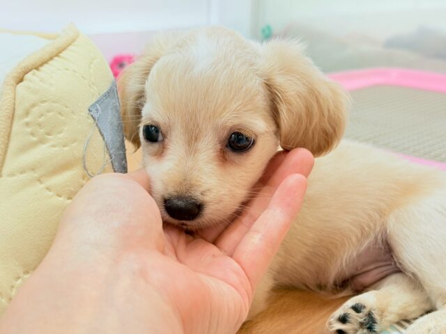 チワックス