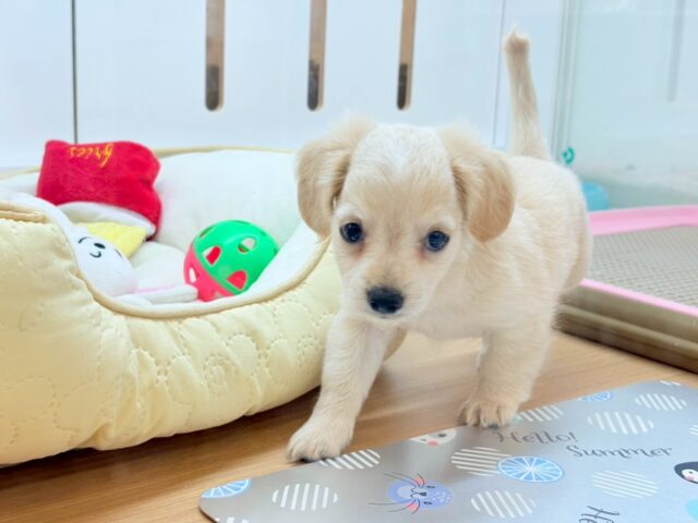 チワックス