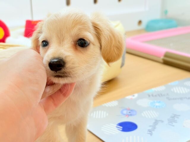 チワックス