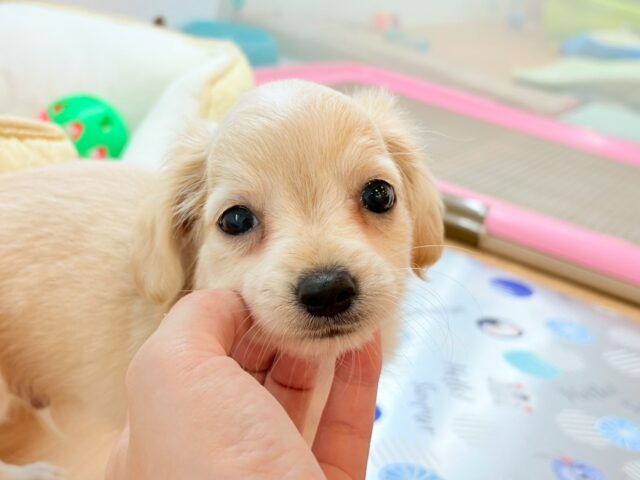 チワックス
