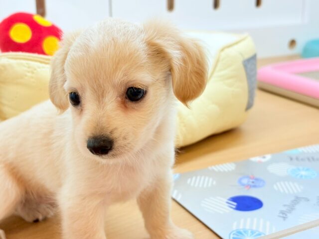 チワックス