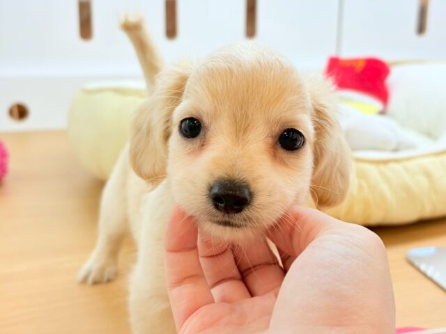 チワックス
