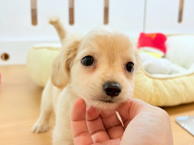 チワックス