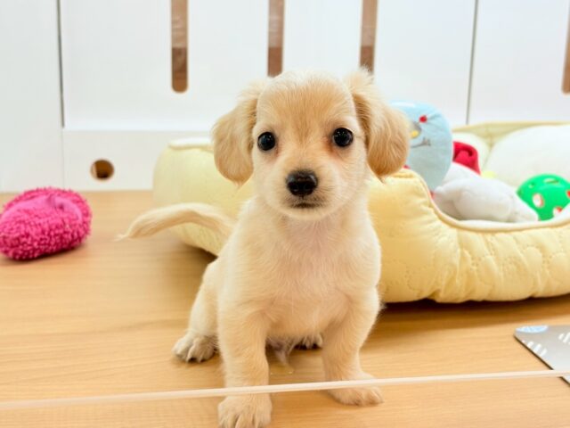 チワックス
