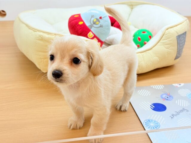 チワックス