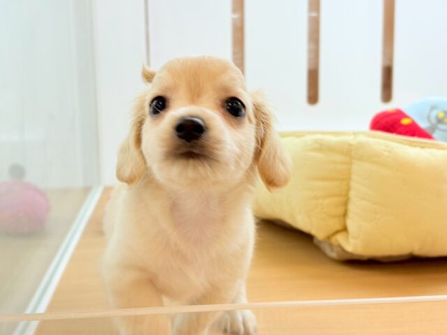 チワックス