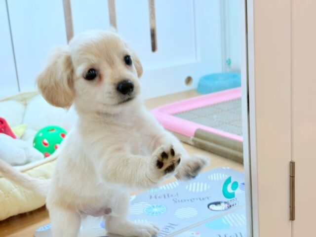 チワックス
