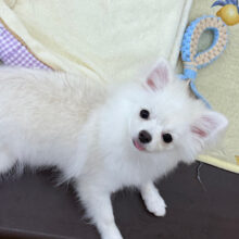 人も犬も大好きだよ💛少しビビり君な甘え上手なハーフ犬(ポメラニアン✖️チワワ)の男のコです💗