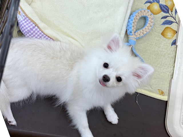人も犬も大好きだよ💛少しビビり君な甘え上手なハーフ犬(ポメラニアン✖️チワワ)の男のコです💗