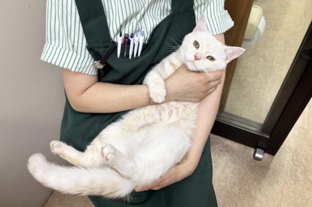 マンチカン