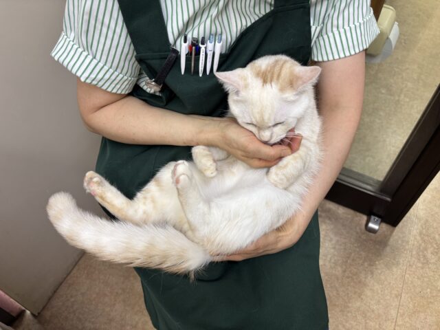 マンチカン