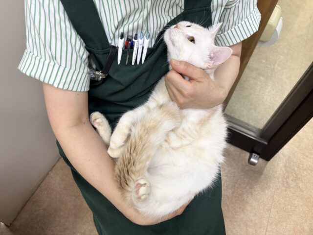 マンチカン