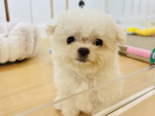 チワマル（マルチワ）