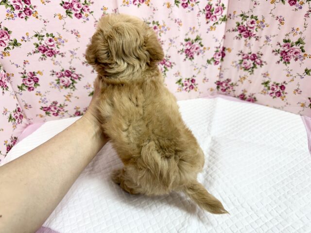チワプー