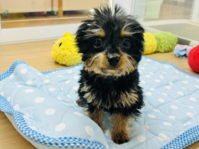 チワプー
