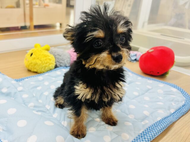 チワプー