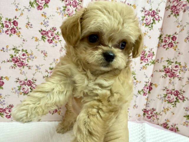 チワプー