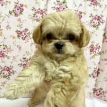 ハーフ犬（チワワ✖️トイプードル）女の子♪いいとこ取りな可愛さ❤️