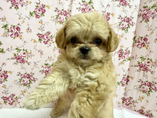ハーフ犬（チワワ✖️トイプードル）女の子♪いいとこ取りな可愛さ❤️
