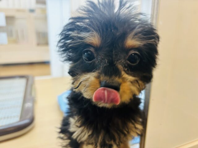 チワプー