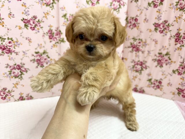 チワプー