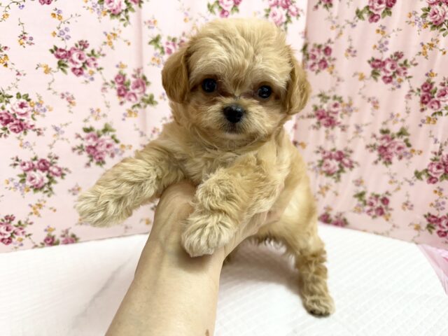 チワプー