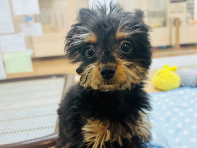 チワプー
