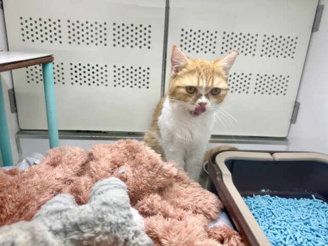 ミヌエット