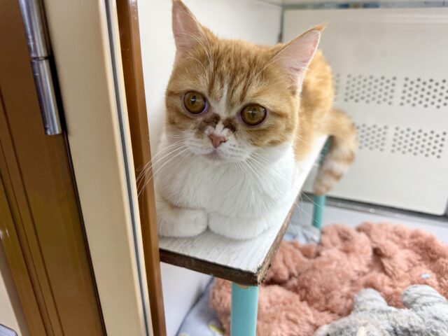 ミヌエット