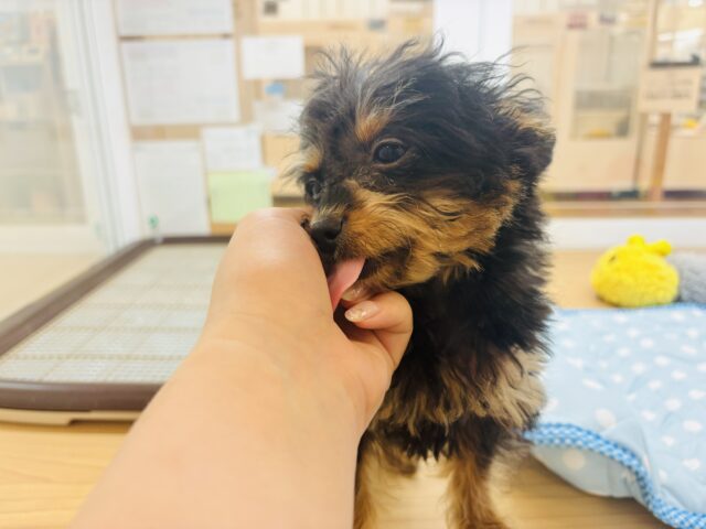 チワプー