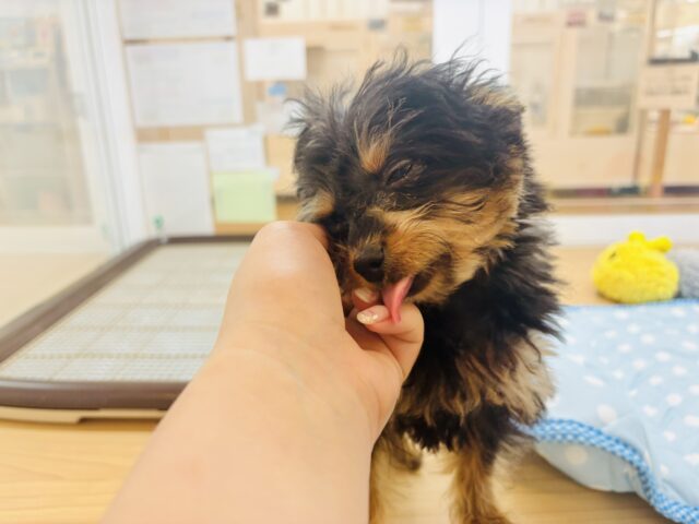 チワプー