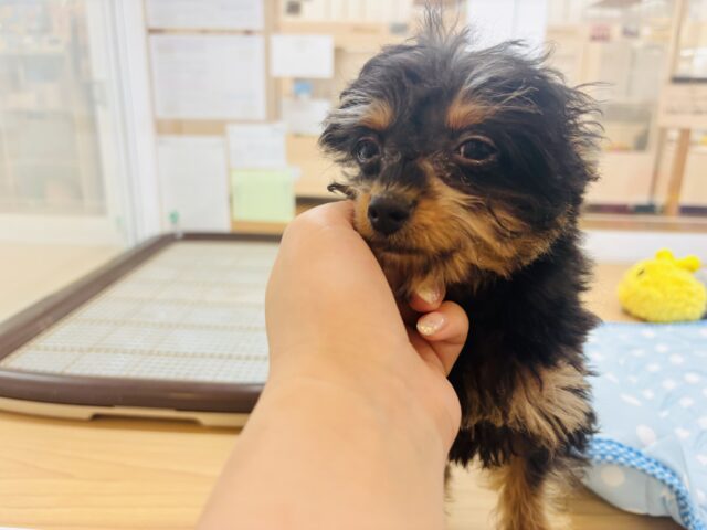 チワプー