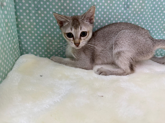 シンガプーラ