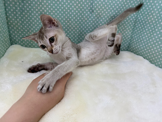 シンガプーラ