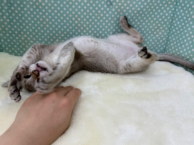 シンガプーラ