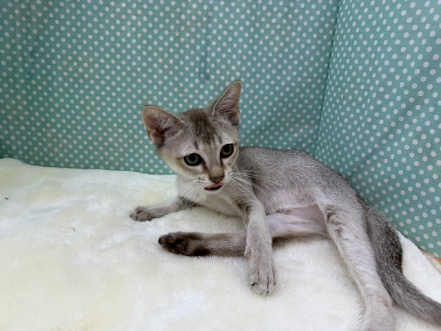 シンガプーラ