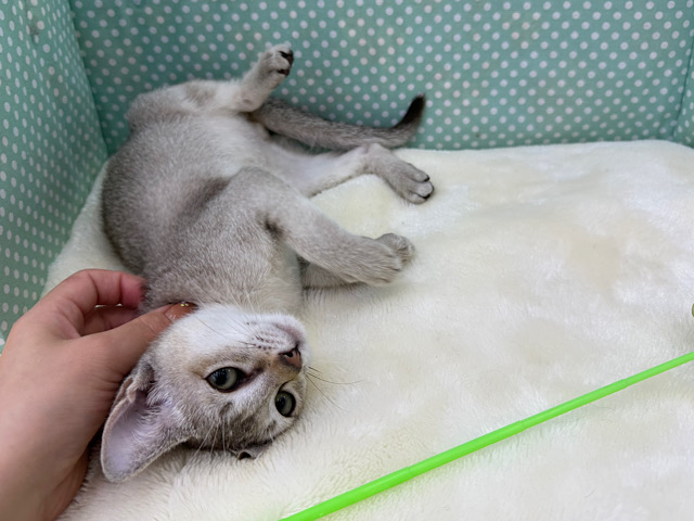 シンガプーラ