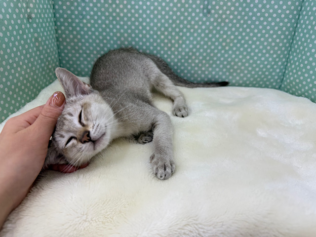 シンガプーラ