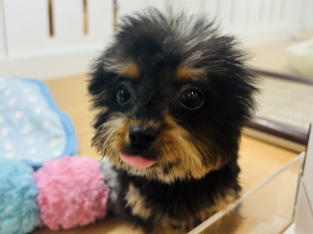 チワプー