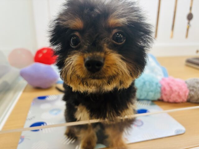 チワプー