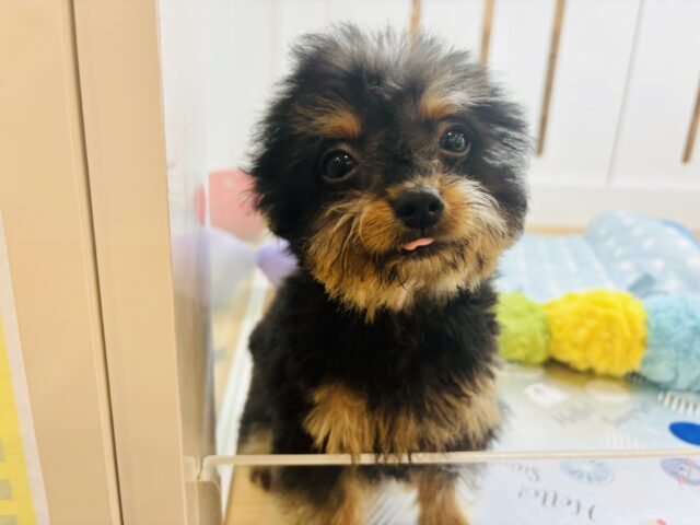チワプー