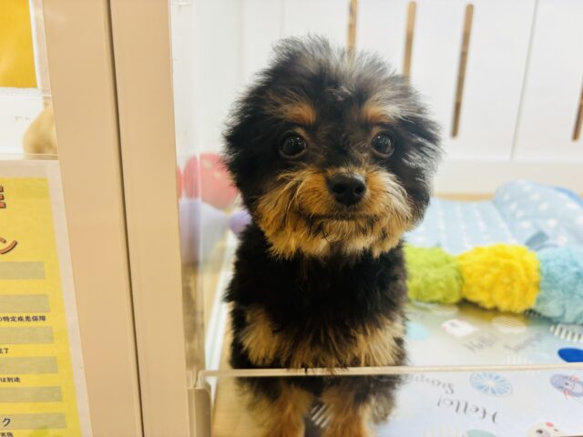 チワプー