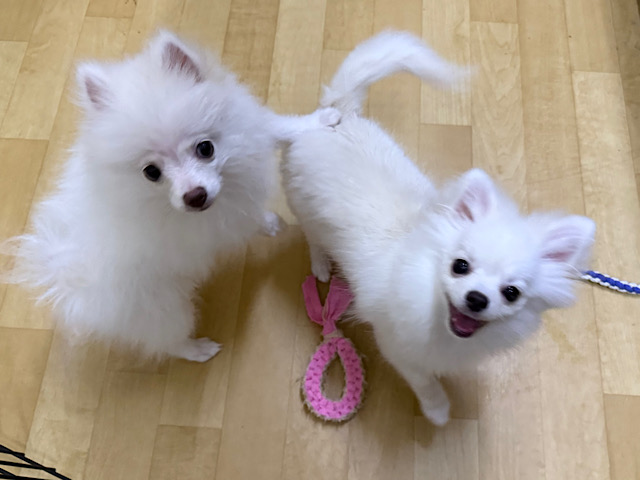 ポメラニアン