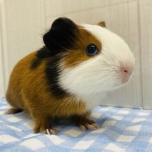 チラッと覗く視線がｷｬﾜ(*´ `*)♡ｲｲ🩷イングリッシュモルモット‼️