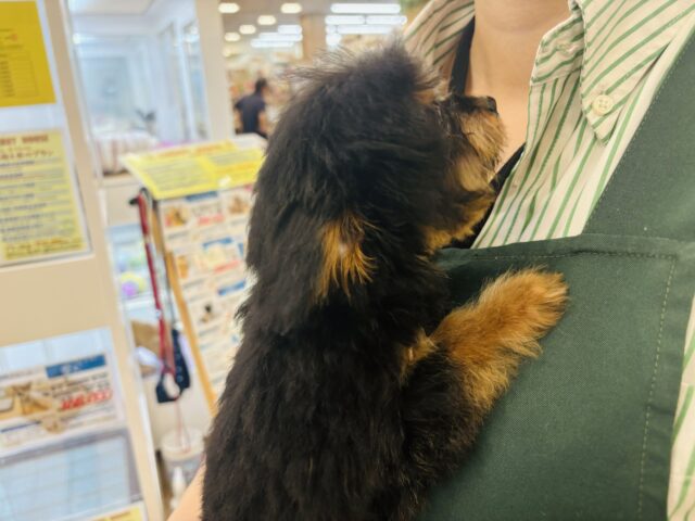 チワプー