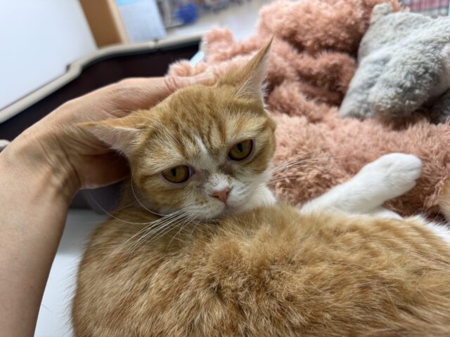 ミヌエット