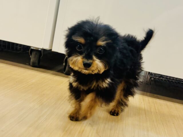 チワプー