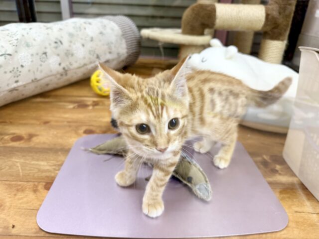 ジェネッタ