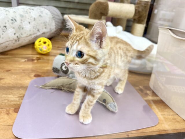ジェネッタ