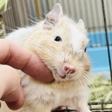 ふんわりカラーの食いしん坊♡デグー（サンドパイド）の男の子⭐️